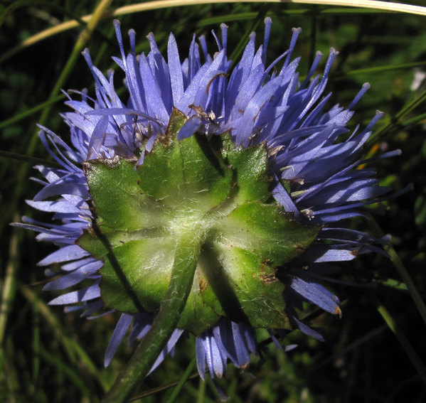Jasione